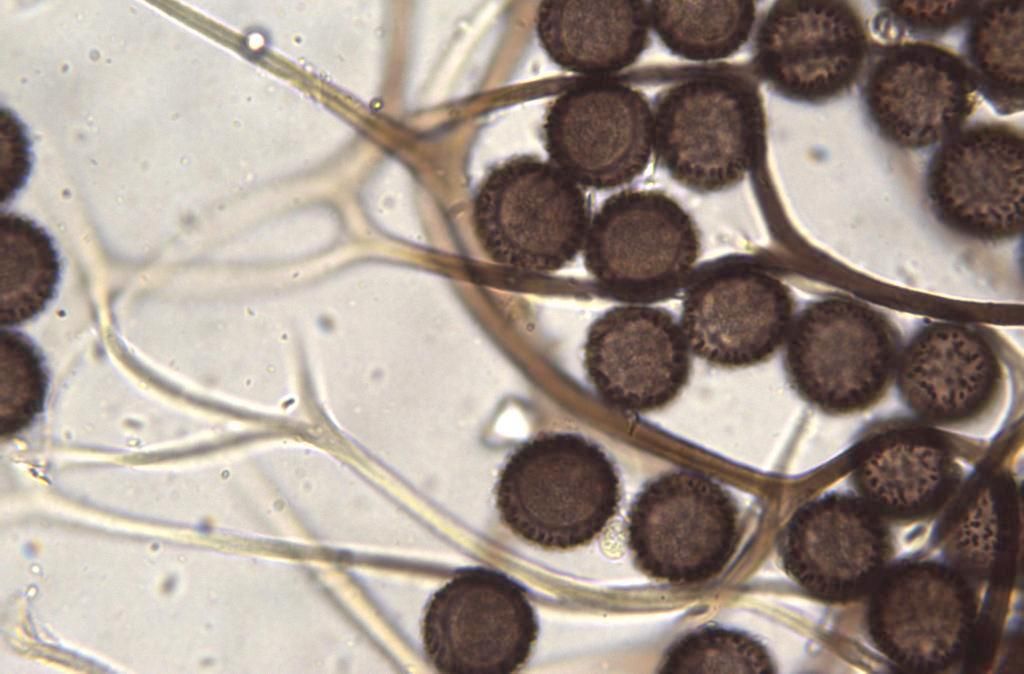 Diacheopsis metallica